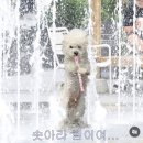 [디자인부트캠프]Day44.생성형AI와 디자인 프로세스