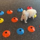 바른댕댕 애견유치원 이미지