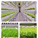 위더스팜 이미지