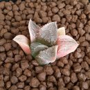 골든버터플라이 이미지