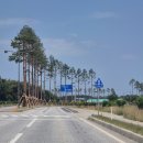 소나무 전경 이미지