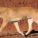 도그프리 이미지