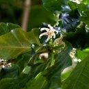 커피나무 이미지