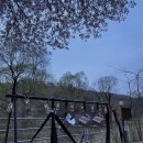 거북애견 이미지