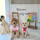 개밥주는여자 이미지