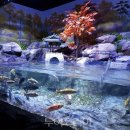 토속어류생태관 이미지