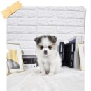 사랑아멍멍해 이미지