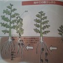 토마토 청고병(풋마름병) : 청고병의 성격및 대책편 이미지