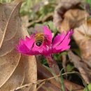 상촌면사무소 이미지