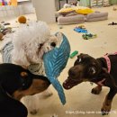 멍린이집 이미지