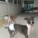 뽀야네 민박집 이미지