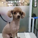 그루밍:담 이미지