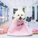 강아지풍경 이미지