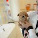 대구강아지분양 퍼피얌 이미지