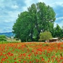 초정목장 이미지