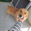 삼호로-1 이미지