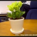 금난의 집 이미지