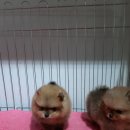 러블릿캔넬 이미지