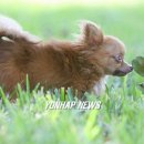 JUST DOG 이미지