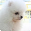 멍멍왕자 야옹공주 이미지