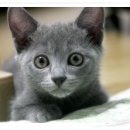 그루미네 이미지