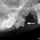 피카소동물병원 이미지