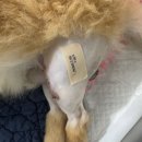 부산동물병원 | 부산동물병원 슬개골 탈구 찐 만족한 수술 후기 (병원 정보)