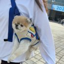 (주)펫투개더 이미지