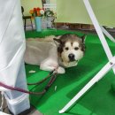 에이치동물메디컬센터 이미지