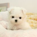 요기독 강아지분양 고양이분양 수원본점 | 화곡동말티즈분양 신중하게 알아본 후기 솔직하게 써봐요