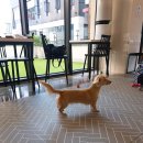 아리댕댕애견카페 이미지