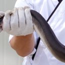 김포민물장어구이 이미지