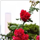 장미빌딩 이미지