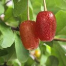 창평약국 이미지