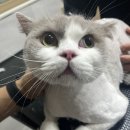 수원-1453 이미지