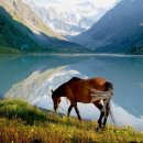 [9위] ＜동물들의쉼터＞에서 길원 한분 구합니다! 단톡방 없어요! (29/30) 이미지