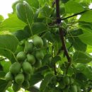 다래농장2 이미지