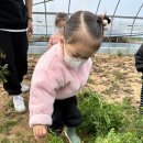 11월 15일 금요일 소망반 ‘무, 🥕, 🥬 수확하고 왔어요~😊’ 이미지