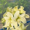 아마릴리스 이미지