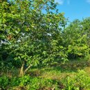 (주)자연농 이미지