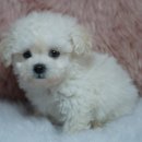 신짱켄넬 이미지