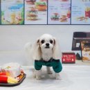 강아지풍경 이미지