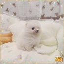 화이트포메라니안 | 논산 화이트 포메라니안분양 받은 후 감동 후기