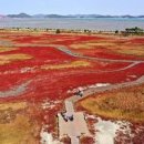 신안 관광지 태평염생식물원 붉게 물든 바다 단풍 이미지