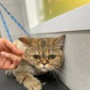 메모리펫살롱 이미지