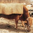 동물들의세상 이미지