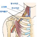 손,팔 저림과 부종의 문제 해결-사각근(펌) 이미지