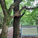 The 스테이 영천 | 영천 은해사 가는길, 영천 은해사 템플스테이