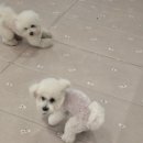 꽁꼼하개 이미지