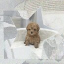 이루다꿈 | 창원유기견무료분양 도전! 킹찰스테리어입양 꿈 이루다?! 후기